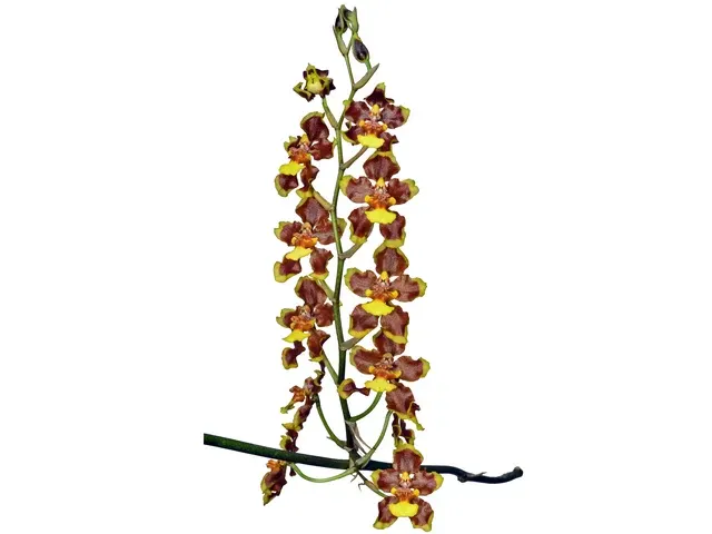 Oncidium planilabre (Oncidium)