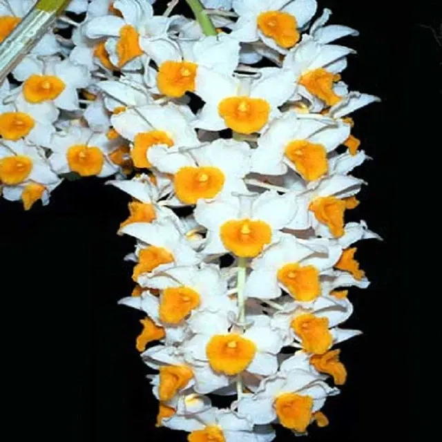 Dendrobium thyrsiflorum sp (Dendrobium)