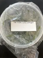 Flask Luisa zollingeri