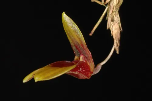 Pleurothallis brighamii (Pleurothallis)