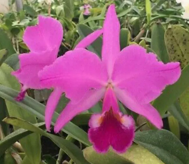 Cattleya labiata rubra flamea 'Calico' (Cattleya)