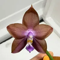 ST1838 Phalaenopsis Zheng Min Spruce 'Chocolate'