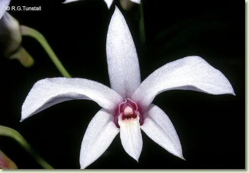 Dendrobium dicuphum