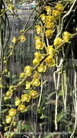 Chiloschista parishii 'Kanchanaburi'