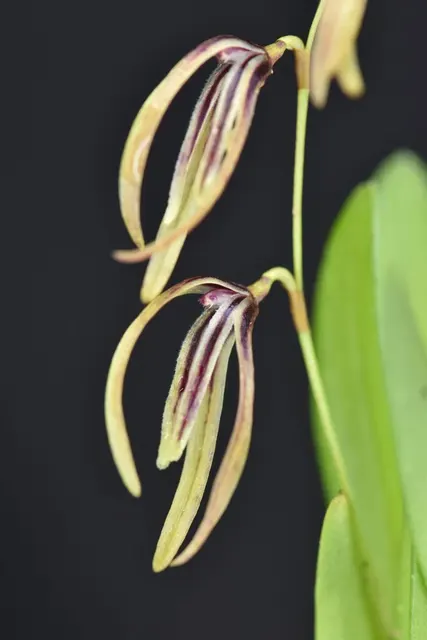 Pleurothallis bocainensis