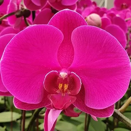 Phalaenopsis Big Chili (Phalaenopsis)