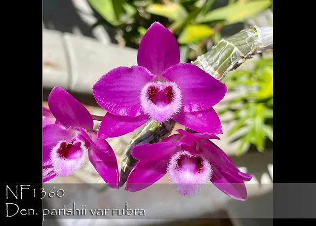 Dendrobium parishii var rubra 'Note: Compact !' (Dendrobium)