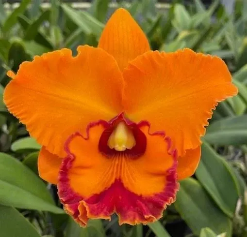 Rhyncholaeliocattleya Nakornchaisri Delight '#4' (Rhyncholaeliocattleya)