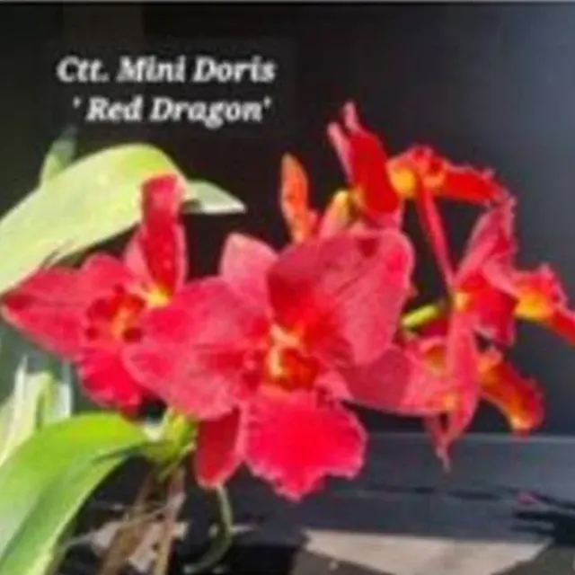 Cattleya Mini Doris 'Red Dragon' (Cattleya)