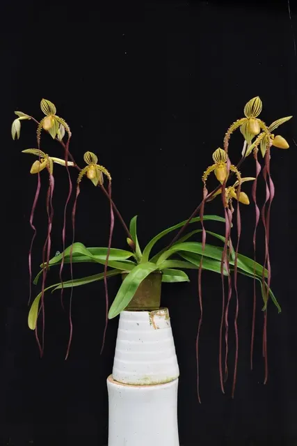 Paphiopedilum Michael Koopowitz 'Big'