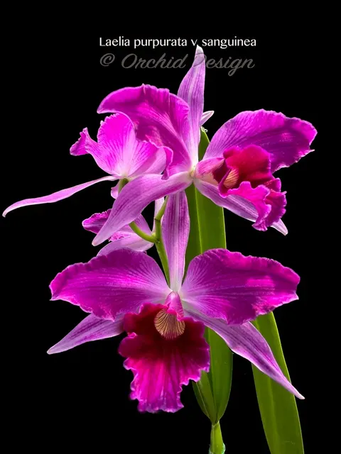 Laelia purpurata (Laelia)