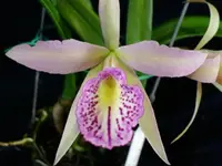 Rby. Hsinying Hilo Dip (Bc. Tetradip 'Junko' x Rlc. Elegant Dancer 'Rouge') (C1997) (Hybrid) Rby.=Rhynchobrassoleya / Bc.=Brassocattleya / Rlc.=Rhyncholaeliocattleya SS