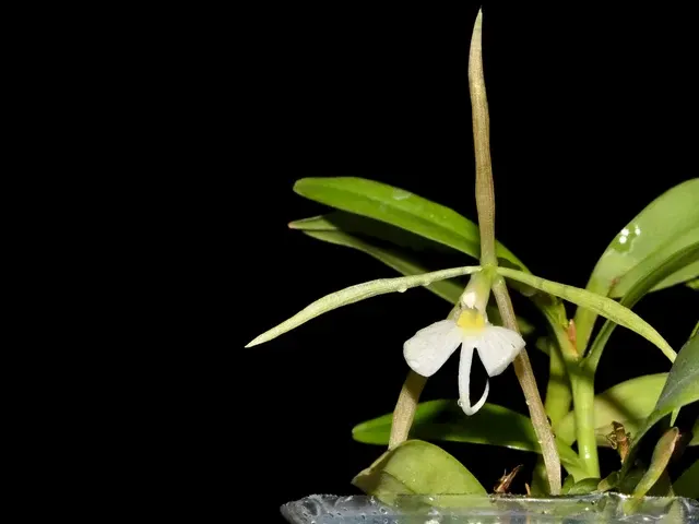 Epidendrum nocturnum var minor