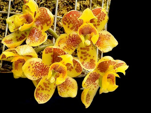 Houlletia wallisii