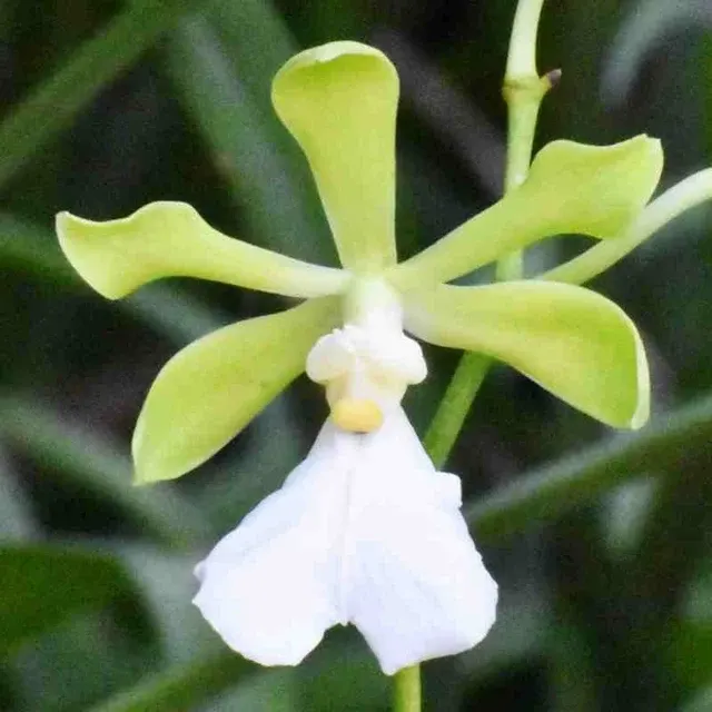 Encyclia cordigera var alba sp (Encyclia)