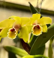 Fragrant species orchid/ mini cattleya luteola (4N)/ 2” nursery pot.