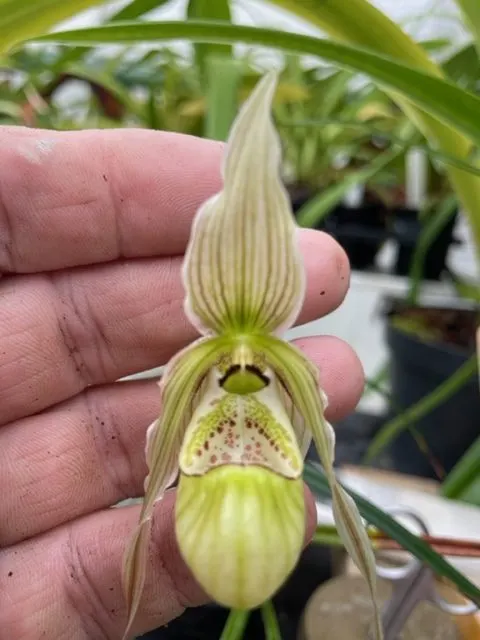 Phragmipedium pearcei fma (Phragmipedium)
