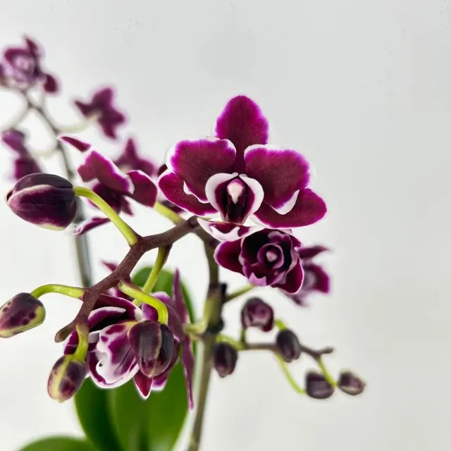 Phalaenopsis Blacky