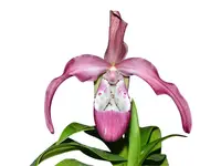 Phragmipedium Incan Treasure
