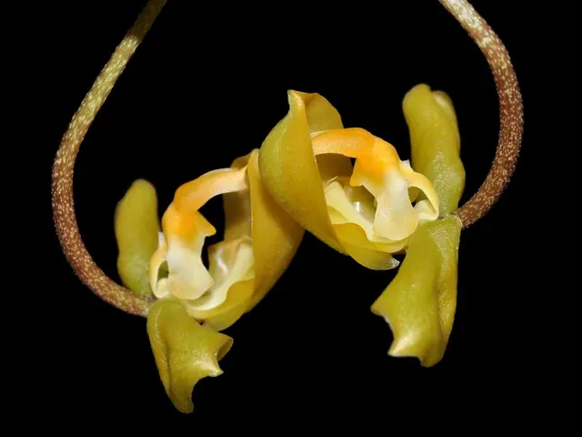 Gongora tridentata