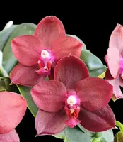 Phalaenopsis SERENGETI SUNSET 'Exotic Red' AM/AOS (LD's Bear King x Krull's Red Dragon)