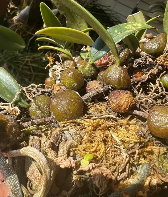 Bulbophyllum retusum