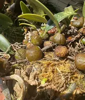 Bulbophyllum retusum