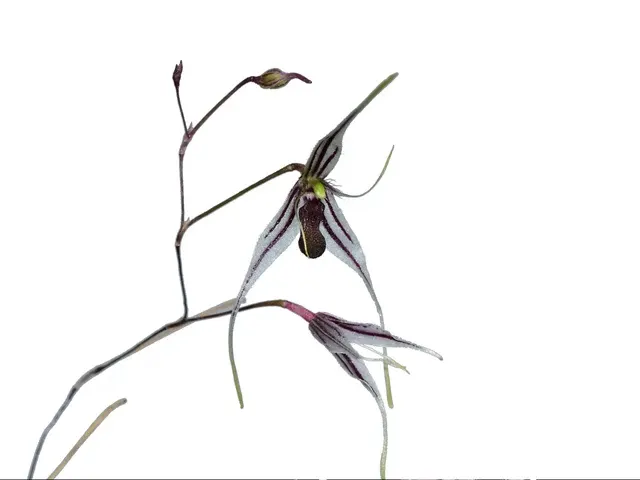 Andreettaea macroblepharis