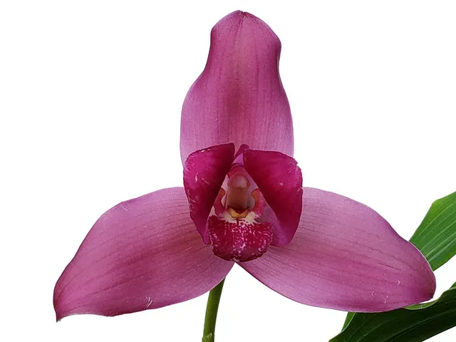 Lycaste Balliae