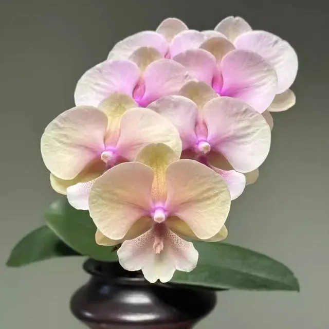 Phalaenopsis Sweet Honey