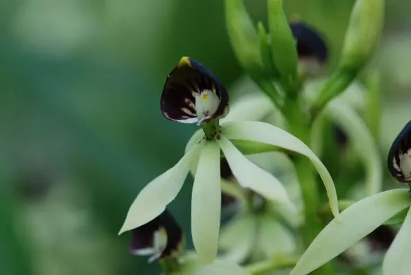 Epidendrum GREEN HORNET