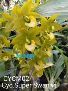 Cycnoches Super Swan '#1' (Cycnoches)