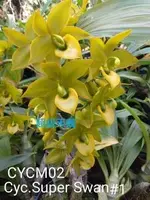 Cyc. Super Swan'#1' (CYCM02) ( - - Catasetinae subtribe ) Cyc.=Cycnoches