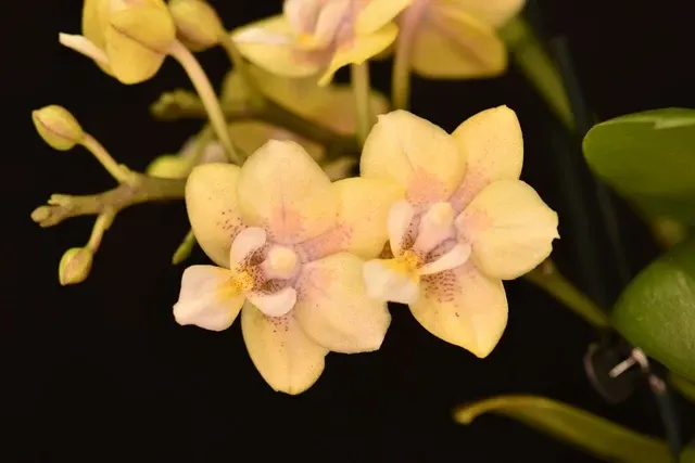 Phalaenopsis Sogo Banana