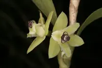 Scaphyglottis modestus