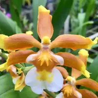 Oncostele (Ons.) Hilo Firecracker 'Lucky Strike'