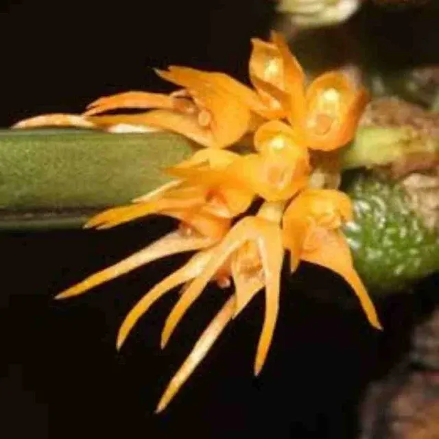 Bulbophyllum sutepense sp (Bulbophyllum)