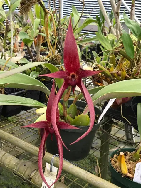 Bulbophyllum Karen Lewis EO322 (Bulbophyllum)