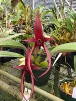 Bulbophyllum Karen Lewis (echinolabium x phalaenopsis) EO322