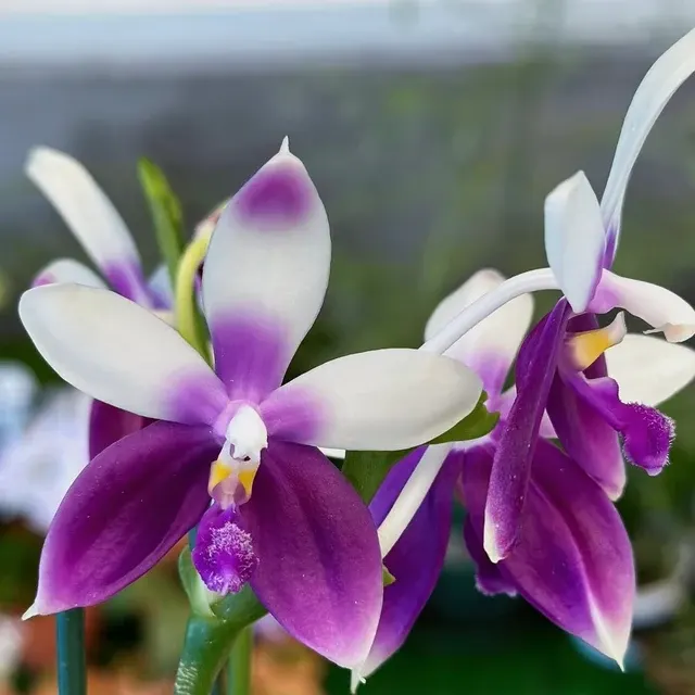 Phalaenopsis Lioulin Blue Jenny 'Blue Dolphin'
