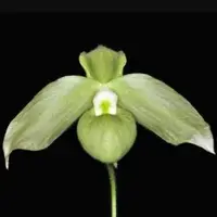 Paphiopedilium jackii var. alba