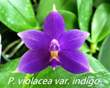 Phalaenopsis violacea 'C.H. Blue Star' (Phalaenopsis)