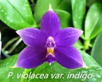 Phal. violacea blue-indigo 'C.H. Blue Star' SM/TOGA x self (P2087) (Polychilos - Amboinenses - violacea )