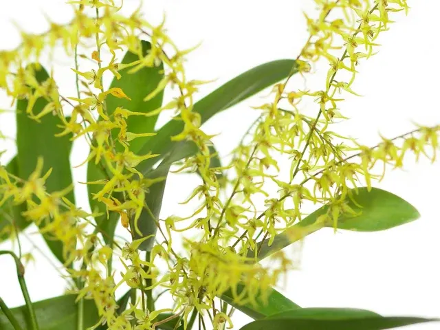 Stelis aurea (Stelis)
