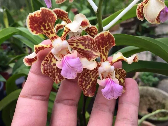 Vanda Tricolor Var. Purpurea