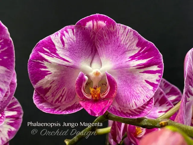 Phalaenopsis Jungo Magenta