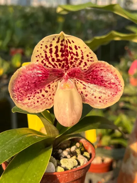 Paphiopedilum FAVORLANG MIRACLE (Paphiopedilum)