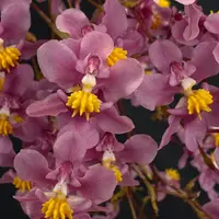 Flowering select Oncidium species CC26/031