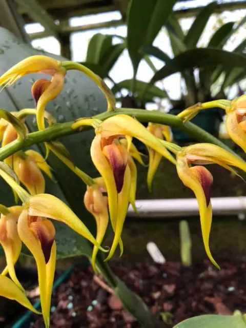 Bulbophyllum lasianthum aff