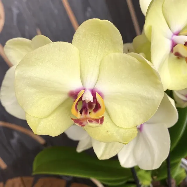 Phalaenopsis Motagua - Multiflora Cu Flori Mari